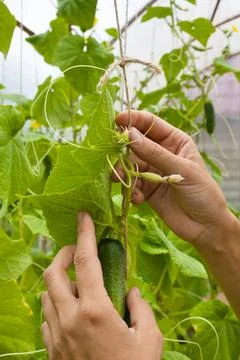 Hands tied up cucumber Stock Photos