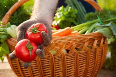 Hands with tomato Stock Photos