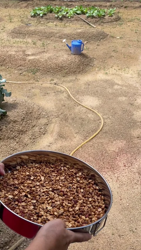 Hands Tossing Roasted Peanuts Upward To Remove Skins In Metal Bowl Stock Footage 332837358