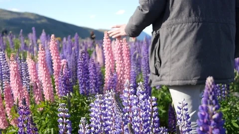Hands Touch Lupine Flowers in a Field Stock Footage