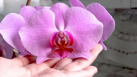 Hands touch the pink flower of the orchid. Phalaenopsis houseplant care. Stock Footage 156060030