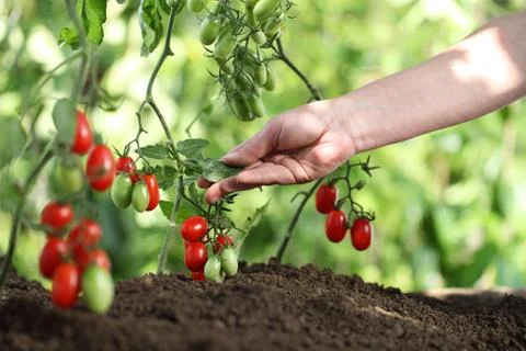 Hands touch plants of cherry tomatoes control quality and  cure the vegetable Foto stock