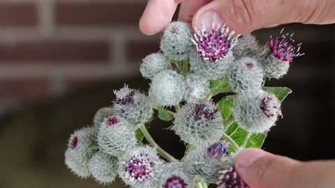 Hands touching and getting stuck on arctium burdock thistle plant Stock Footage 170389222
