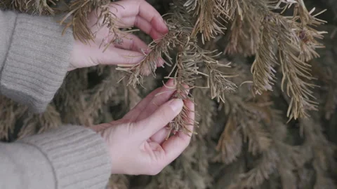 Hands touching dry Christmas tree branch, close-up detail Stock Footage 332908185