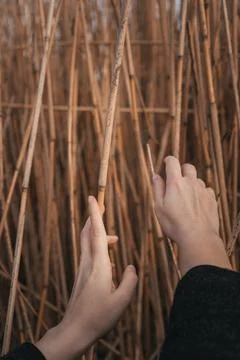 Hands touching dry reeds in a natural outdoor setting, symbolizing nature c.. Stock Photos