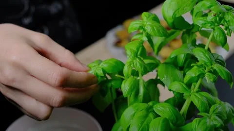 Hands Touching Fresh Basil Leaves in Cooking Kitchen Stock Footage 341419103