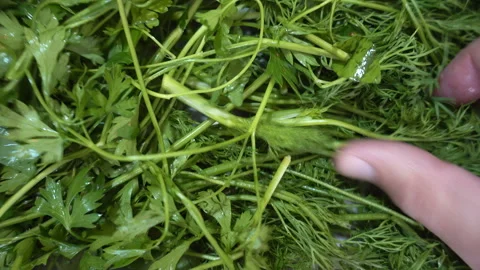 Hands touching a fresh dill and parsley in 4K Stock Footage 145435414