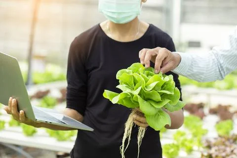 Hands touching non toxic vegetables Stock Photos
