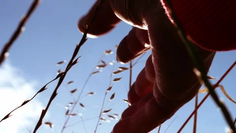 Hands touching oats growing against blue sky Stock Footage 248076404