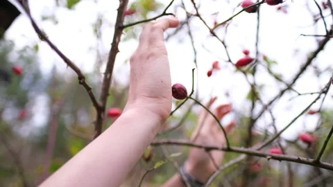 Hands Touching Rose Hip Branches Video stock 150862800
