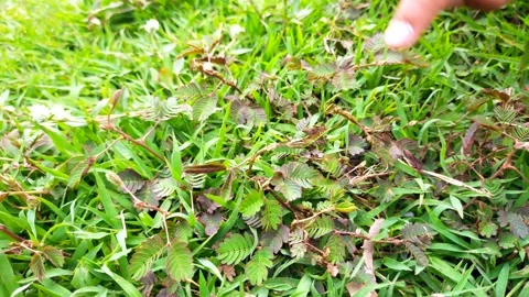 Hands touching the sensitive plant Mimosa pudica Stock Footage 290976682