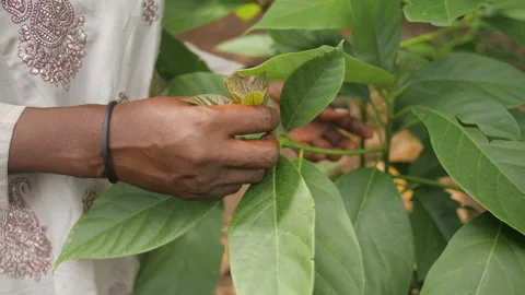 Hands touching small leaves of a young avocado tree, in Ivory Coast Stock Footage 220797686
