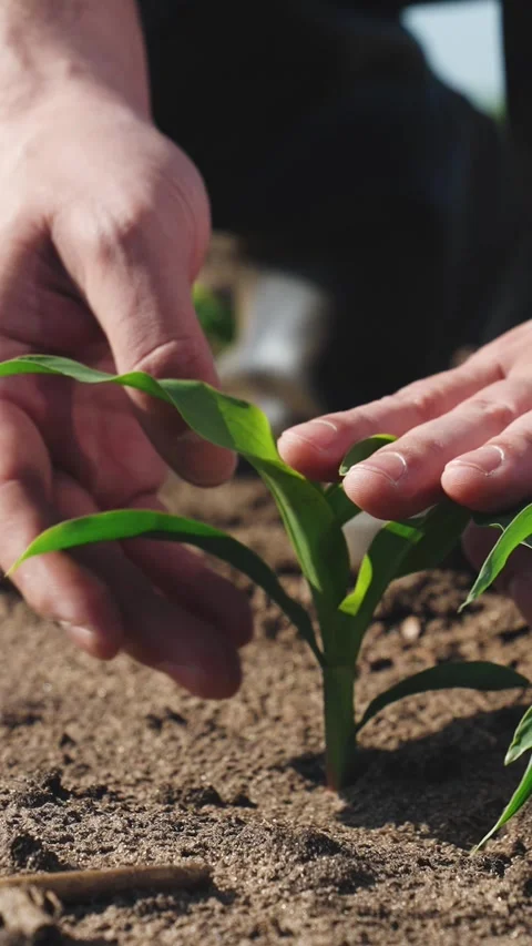 Hands touching sprout of corn sapling. Palms fingers man checking health Stock Footage 295252468