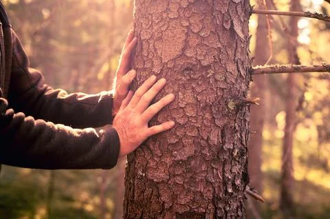 Hands Touching Tree in Sunlit Forest Stock Photos