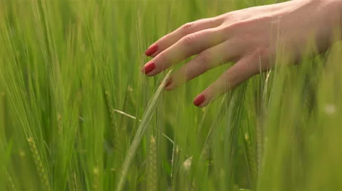Hands touching wheat during spring Stock Footage 64320228