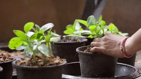 Hands transplant young Malabar spinach seedlings into a pot, adding soil an.. Stock Footage 344526197