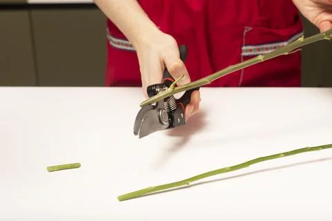 Hands trim plant stem with pruning tool on table surface. Person cuts greener Stockfoto's