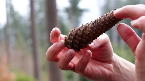 Hands turning a pine cone 스톡 동영상 70159350