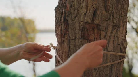 Hands tying hammock knot on tree trunk, closeup of rope and bark, precise loops Stock Footage 335075201