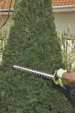 Hands of unknown man in gloves are trimming the overgrown green thuja with Stock Photos