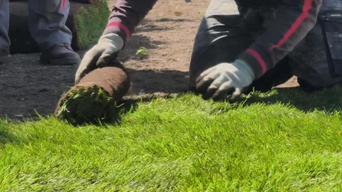 Hands unrolling fresh turf grass 库存影片 340977403