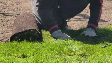 Hands unrolling fresh turf grass 库存影片 341270389