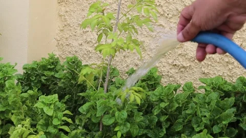 Hands using blue plastic hose to water the plants in the garden Stock Footage 145715814