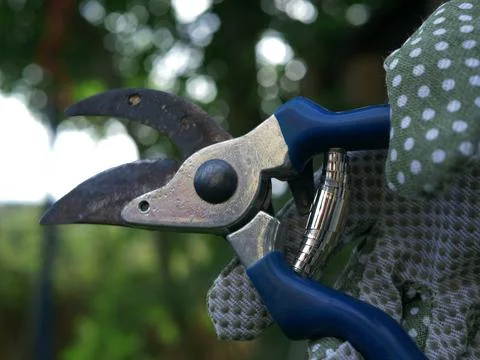 Hands using pruning shears gardening tools close up Stock Photos