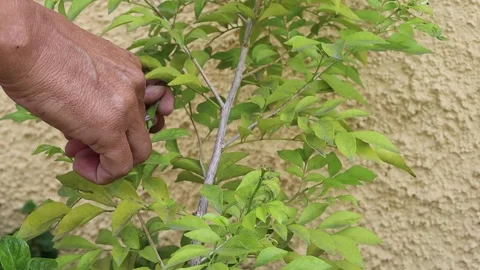 Hands using scissors to decorate branches of tree in the garden Stock Footage 145715450