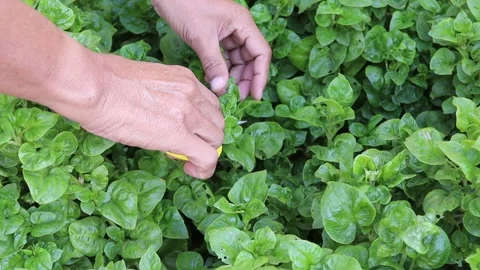 Hands using scissors to decorate branches in the garden 스톡 동영상 145843441