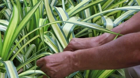 Hands using scissors to decorate branches in the garden Stock Footage 145844969