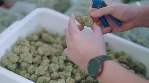 Cannabis Trimming Scissors Stock Videos – Royalty-Free HD & 4K Videos ...