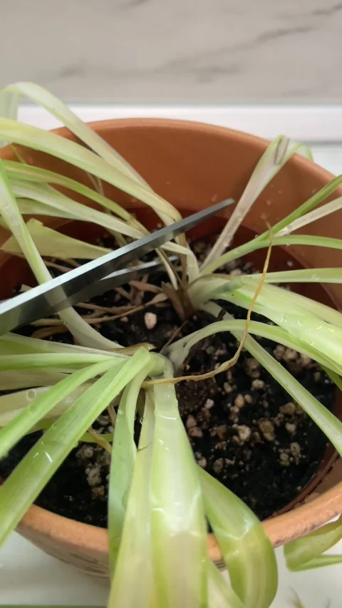 Hands using sharp steel scissors to cut and trim dead dry yellowing leaves Vídeos de archivo 339806125