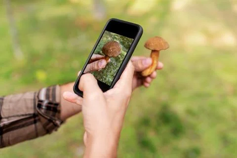 Hands using smartphone app to identify mushroom Stock Photos