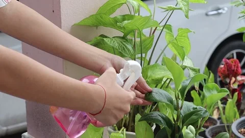 Hands using water spraying on green leaves of trees Stock Footage 161699919