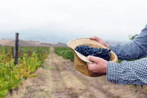 Hands Vineyard Row Grape Straw Hat Stock Photos