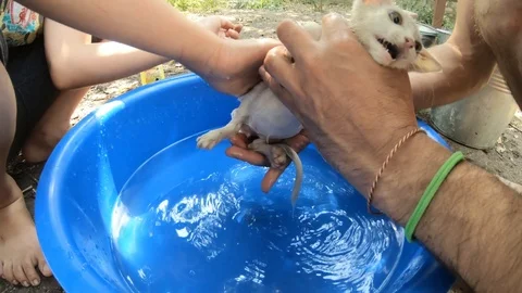 Hands wash white kitten flea treatment with special shampoo blue plastic basin  Stock Footage 120781866