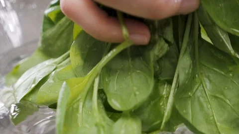 Hands washing spinach. Slow motion Stock Footage 116687601