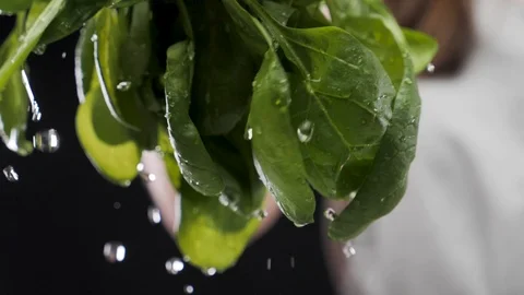 Hands washing spinach. Slow motion Stock Footage 116687627