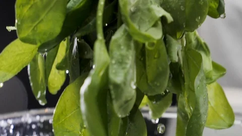 Hands washing spinach. Slow motion Stock Footage 116687660