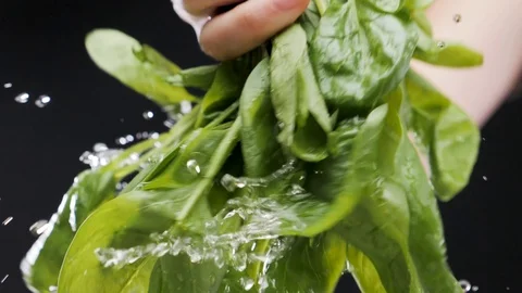 Hands washing spinach. Slow motion Stock Footage 116687747
