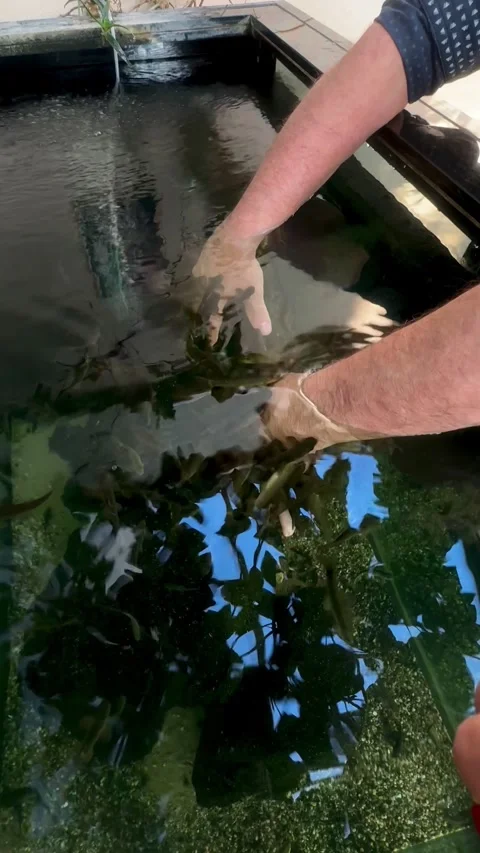 Hands in Water – Human Interaction with Nature in Modern Pond Video stock 317019272