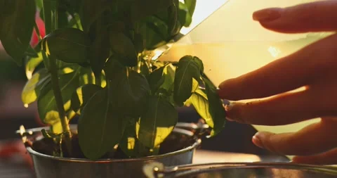 Hands Watering Basil Herbs. SLOW MOTION. Spring Summer Gardening Hobby. 스톡 동영상 140368714