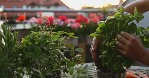 Hands Watering Basil Herbs. SLOW MOTION. Spring Summer Gardening Hobby. Vidéo 140368738
