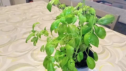 Hands watering basil, Marina di Carrara, Italy, August 22, 2026 Stock Footage 343123349