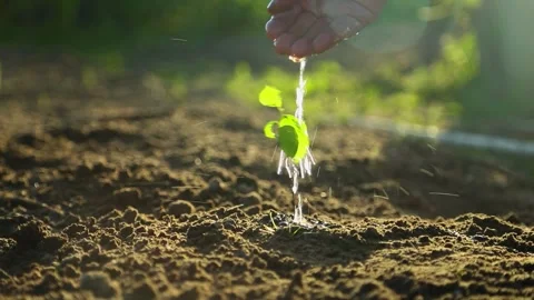 Hands watering small seedling in soil with sunlight Stock Footage 316975442