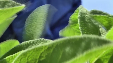 HANDS WEARING BLU GLOVES, PICKING SAGE IN FOREGROUND Stockbeeldmateriaal 81220720