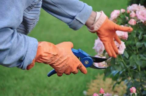 Hands wearing gloves while working at garden Stock Photos
