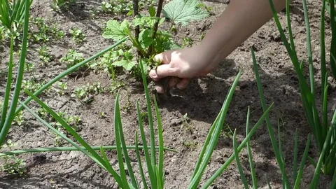 Hands weeding the beds Stock Footage
