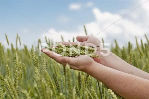 Hands with wheat ears on cereals field Stock Photos